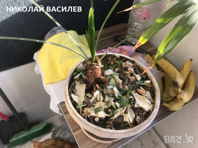 Палма  в  саксия . Вади нови листа За  засяване , снимка 8 - Градински цветя и растения - 54509587