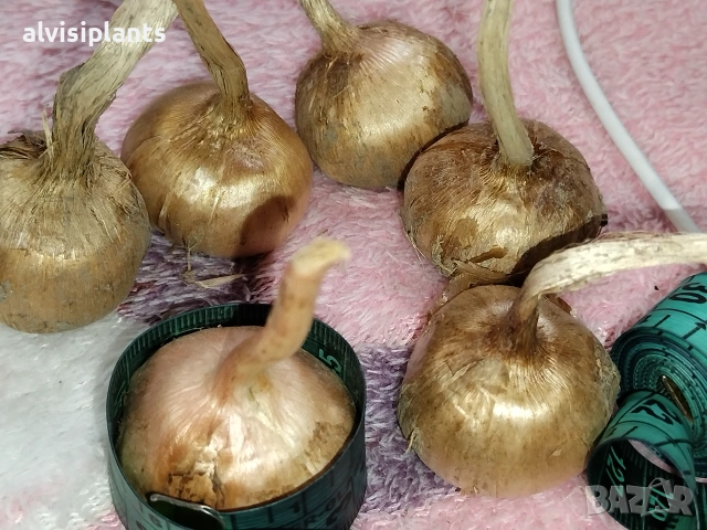15 бр. Цъфтящи шафранови луковици, 7-8, студоустойчиви, снимка 2 - Градински цветя и растения - 55150838