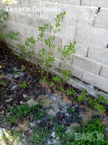 Люляк - 4 €./ бр., снимка 2 - Градински цветя и растения - 54299059