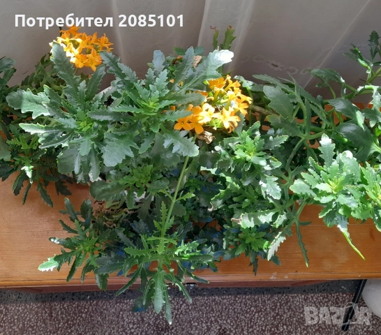 Цвете еленови рога, снимка 2 - Стайни растения - 54679920