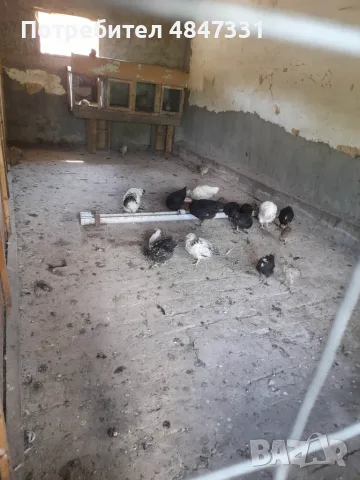 Фазани                     ., снимка 3 - други­ - 55407831