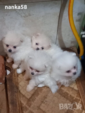 Продавам померани