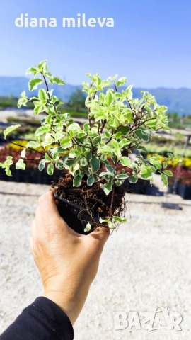 Питоспорум, Pittosporum Tenuifolium Variegatum, снимка 7 - Градински цветя и растения - 54372175