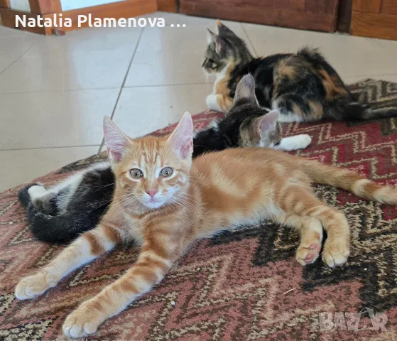 Супер котета британчета!!!