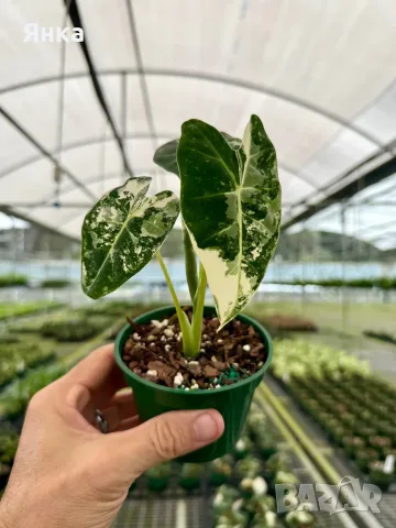 Alocasia Frydek Variegata, снимка 2 - Стайни растения - 55323065
