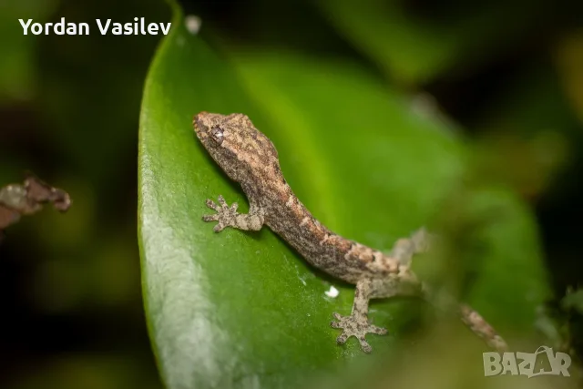 Гекони Lepidodactylus lugubris