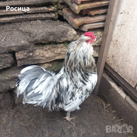 Предлагам разплодни яйца от Амераукана, снимка 6 - Кокошки и пуйки - 49744317