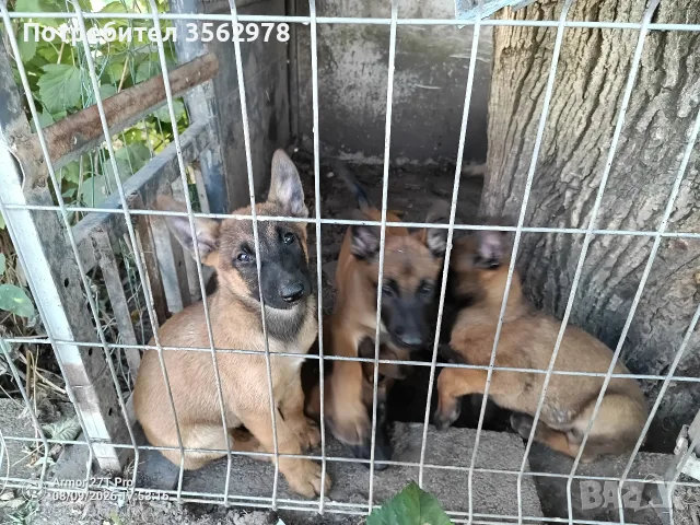 Белгийски овчарки, Малиноа , снимка 9 - Белгийска овчарка - 55578024
