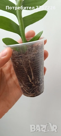 Selenicereus chrysocardium, снимка 3 - Стайни растения - 54547877