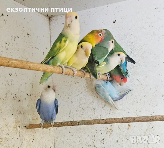 Продавам Неразделки , снимка 3 - Папагали - 55665422