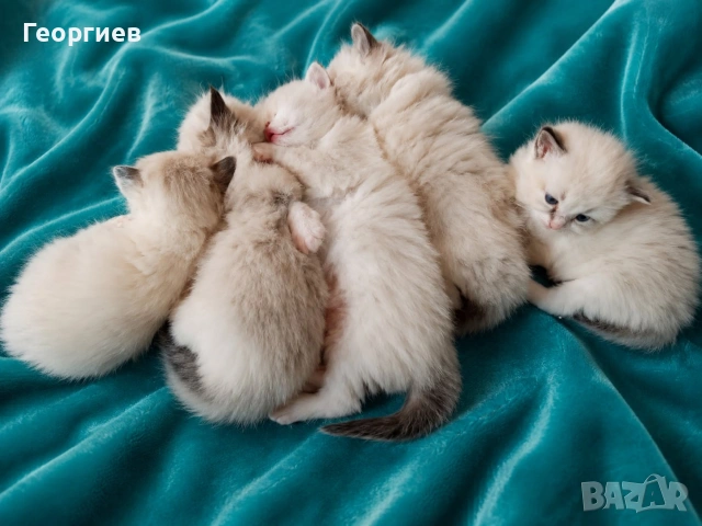 Регдол коте , снимка 5 - Други - 49355838