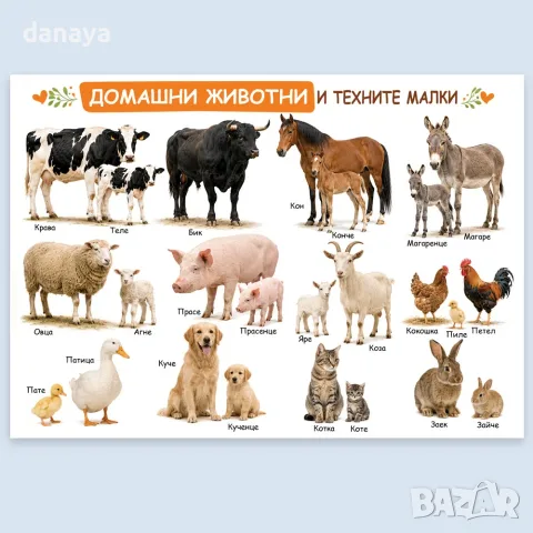 7031 Образователно табло Домашни животни и техните малки – А3, ламинирано, за детска градина и учили