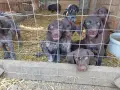 куцухар кучета!, снимка 3