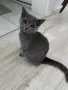 Британски късокосмести котенца, снимка 4