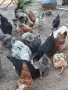 Домашни кокошки, снимка 4