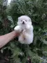 Померани. Бяло момче и момиче, снимка 4