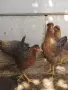 Свободни женски Крем Лекбар на 4 месеца. Само лично предаване за Варна 0886167714 , снимка 5