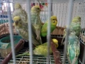 Продавам вълнисти папагали, снимка 9