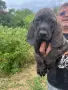 Свободни кученца Плотхаунд, снимка 3