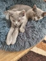 Британски котенца, снимка 1