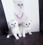 Уникални Котенца от Елитни Родители със Родословие, снимка 1