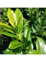 🌿☀️🌿 Лавровишна ‘Novita’ / Жив плет (Prunus laurocerasus ‘Novita’), снимка 1