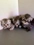 Шотландски котенца, снимка 5