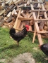 Петли Петел Черен Легхорн Leghorn, снимка 2