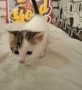 Подарява се малко котенце – спешно търси дом!, снимка 3