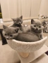 Британски късокосмести котенца, снимка 3
