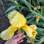 Ирис /Перуника видове , снимка 2