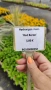 Хортензия Червен Барон, Hydrangea macr. Red Baron за сянка !!!, снимка 12