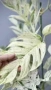 Epipremnum pinnatum marble , снимка 2