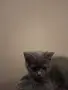 Британско Късокосместо коте , снимка 4