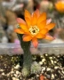 Кактус Chamaecereus Hybrid оранжев , снимка 2