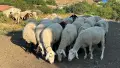 Продавам стадо от 240 овце - млади, здрави и добре гледани, снимка 1