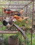 фазани, снимка 3