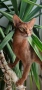 КРАСИВИ АБИСИНСКИ КОТЕНЦА, снимка 6