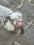 XL American bully, снимка 6