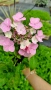 Хортензия Месалина, Hydrangea Messаlina  за сянка !, снимка 1