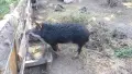 Продават се прасенца или отделни животни!, снимка 9