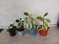 Пеперомия Peperomia obtusifolia - пъстра и зелена, снимка 1