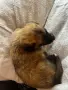 ,малки белгийски овчарки, снимка 9