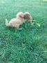 Малтипу/Maltipoo, снимка 8