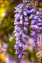 💜🌿💜 Глициния / Вистерия (Wisteria), снимка 2