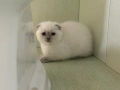 Шотландски късокосмести котенца, снимка 5