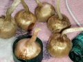 15 бр. Цъфтящи шафранови луковици, 7-8, студоустойчиви, снимка 2