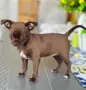 Мини Чихуахуа Шоколадово Момиченце, снимка 5