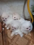 Продавам померани, снимка 1