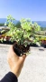 Питоспорум, Pittosporum Tenuifolium Variegatum, снимка 7